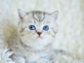 ++ Kalite Silver British Shorthair