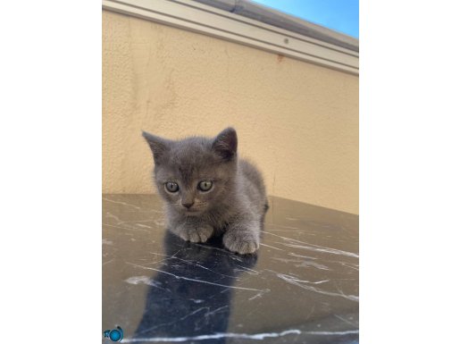 British Shorthair Yeni Yuvalarına Hazır