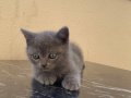 British Shorthair Yeni Yuvalarına Hazır