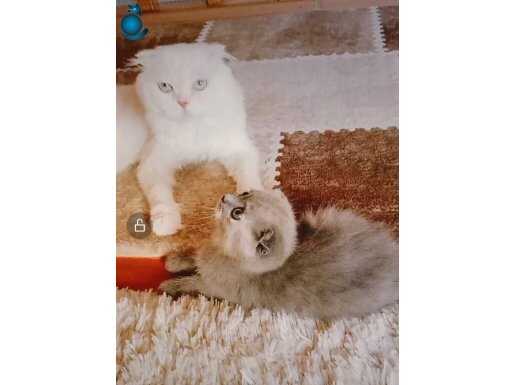 Safkan dişi scottish fold oyuncu yavru