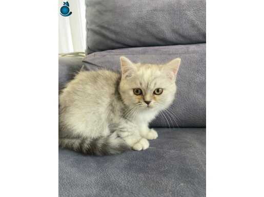 Satılık - British Shorthair 