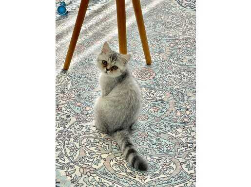 Satılık-British Shorthair 