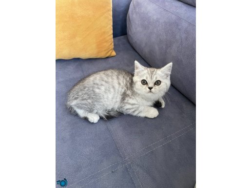 Satılık - British shorthair 