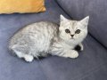 Satılık - British shorthair 