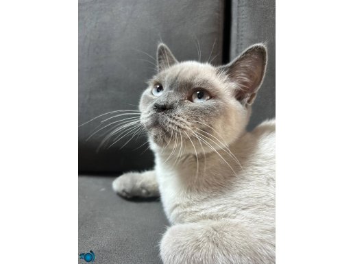 British shorthair erkek gayet sağlıklı 