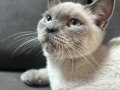 British shorthair  erkek gayet sağlıklı 