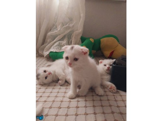 Scottish fold yavrular 