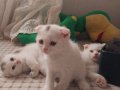 Scottish fold yavrular 