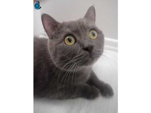 British shorthair koca bebek 