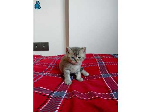 British Shorthair 2 Aylık