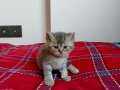 British Shorthair 2 Aylık