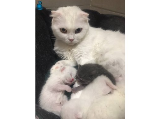 Scottish fold yavruları