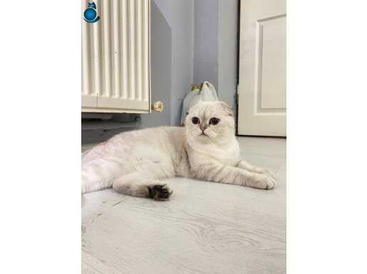 10 aylık Erkek Scottish Fold Blue Point