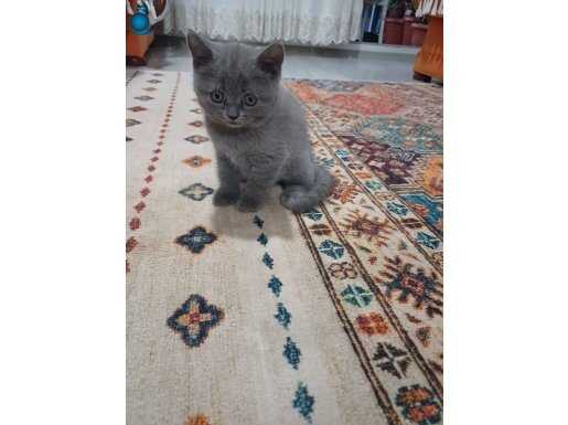 British Shorthair 2 aylık kedilerimiz sahiplendirilecektir