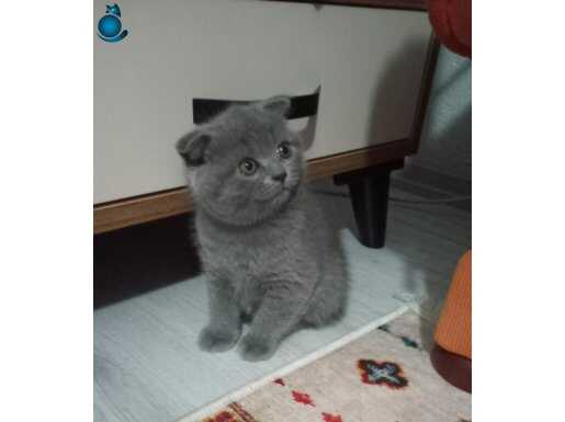 British Shorthair 1.5 aylık kedilerimiz sahiplendirilecektir