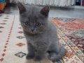 British Shorthair 2 aylık kedilerimiz sahiplendirilecektir