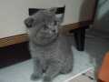 British Shorthair 1.5 aylık kedilerimiz sahiplendirilecektir