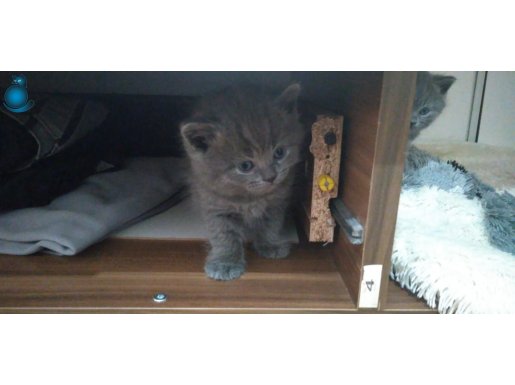 British shorthair cinsi yavrularımız sahiplendirilicektir