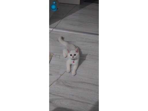 3 aylık dişi british shorthair ns11 babası almany crli