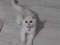 3 aylık dişi british shorthair ns11 babası almany  crli