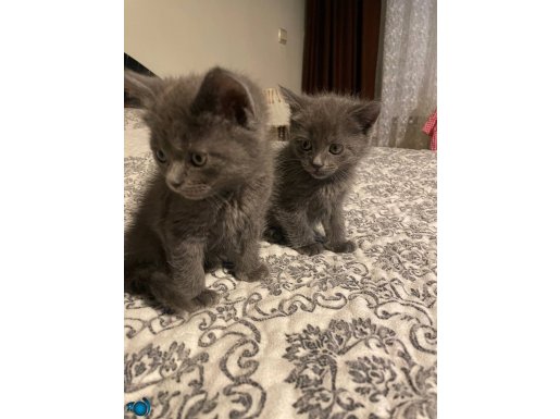 2 aylık british shorthair yavrular