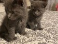 2 aylık british shorthair yavrular