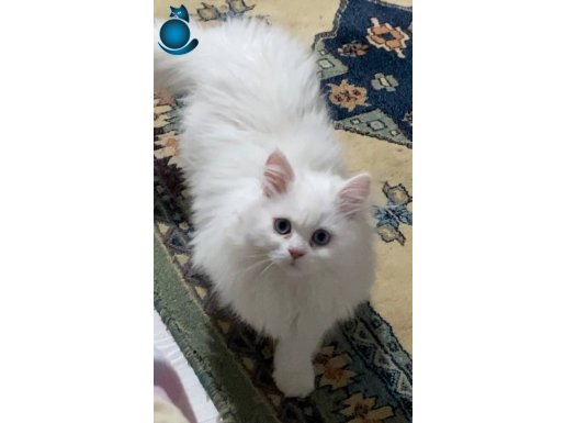 Beyaz tüy mavi göz Chincilla kedi 