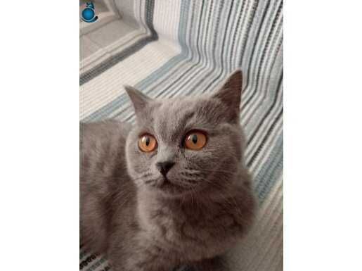 British shorthair yavru kedi