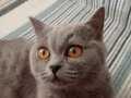 British shorthair yavru kedi