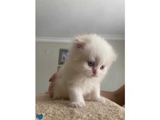 Secereli babadan scottish fold longhair red point