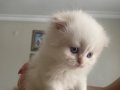 Secereli babadan scottish fold longhair red point