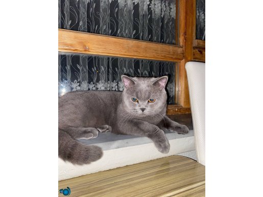 1 yaşında british shorthair