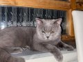 1 yaşında british shorthair