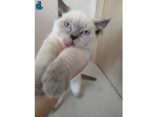 british shorthair blue point 3 aylık yavru ankara eskişehir