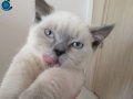 british shorthair blue point 3 aylık yavru ankara eskişehir