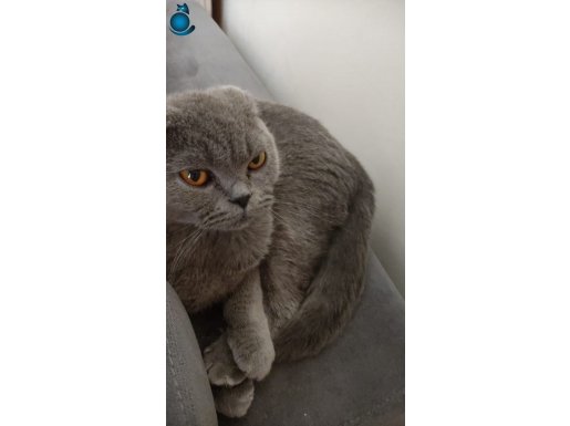 1.5 yasinda scottish fold 