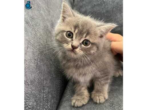 British Shorthair Dişi 2 Aylık