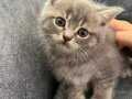 British Shorthair Dişi 2 Aylık