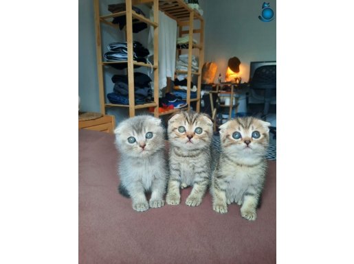 SCOTTISH FOLD 