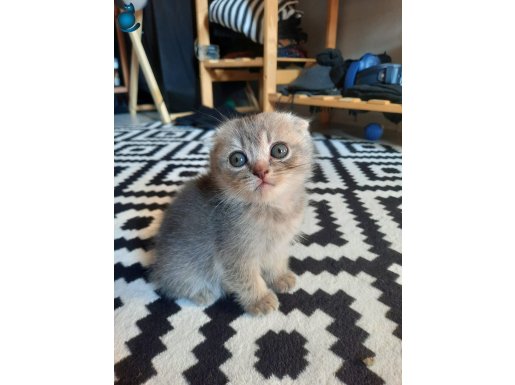 SCOTTISH FOLD YAVRU