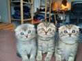 SCOTTISH FOLD 