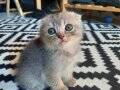 SCOTTISH FOLD YAVRU