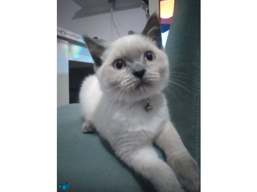 British shorthair blue point 3 aylık yavrumuz