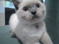 British shorthair blue point 3 aylık  yavrumuz