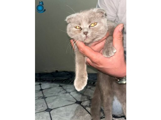 6 aylık bakımlı erkek kedi