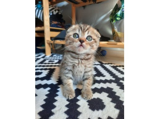 SCOTTISH FOLD YAVRUMU SAHİPLENDİRİYORUM