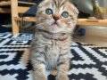 SCOTTISH FOLD YAVRUMU SAHİPLENDİRİYORUM