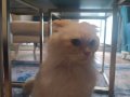 Can dostu masum Scottish fold 