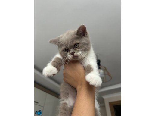 2 aylık british shorthair