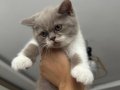 2 aylık british shorthair